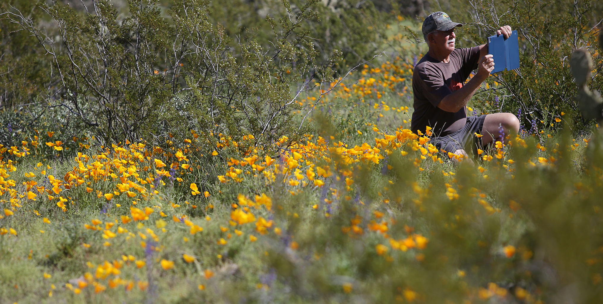Spring Wildflowers